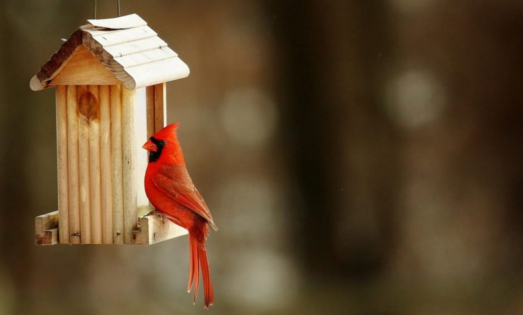 Houten vogelhuisje in tuin - het belang van vogelhuisjes voor broedende vogels en vogelvoeding