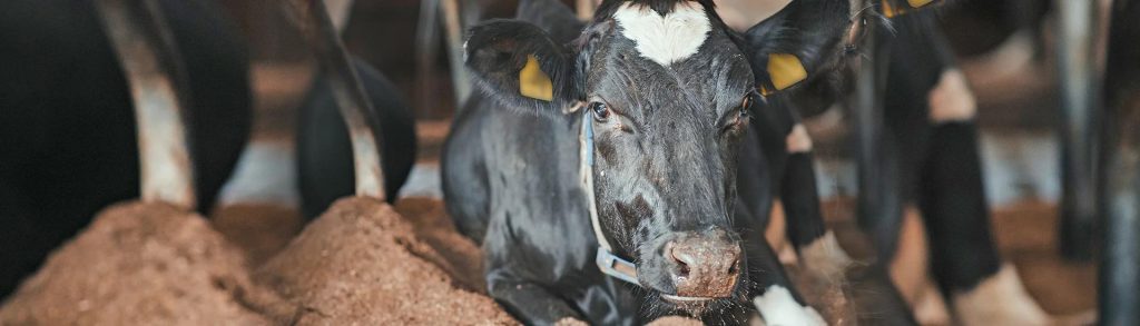 GIJS als leverancier in veevoeding in het oosten van Nederland, specialist in voeding voor koeien en geiten